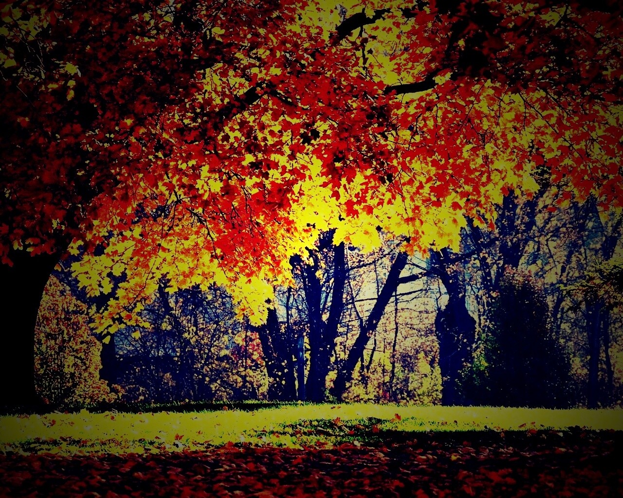 Размашистое осеннее дерево обои