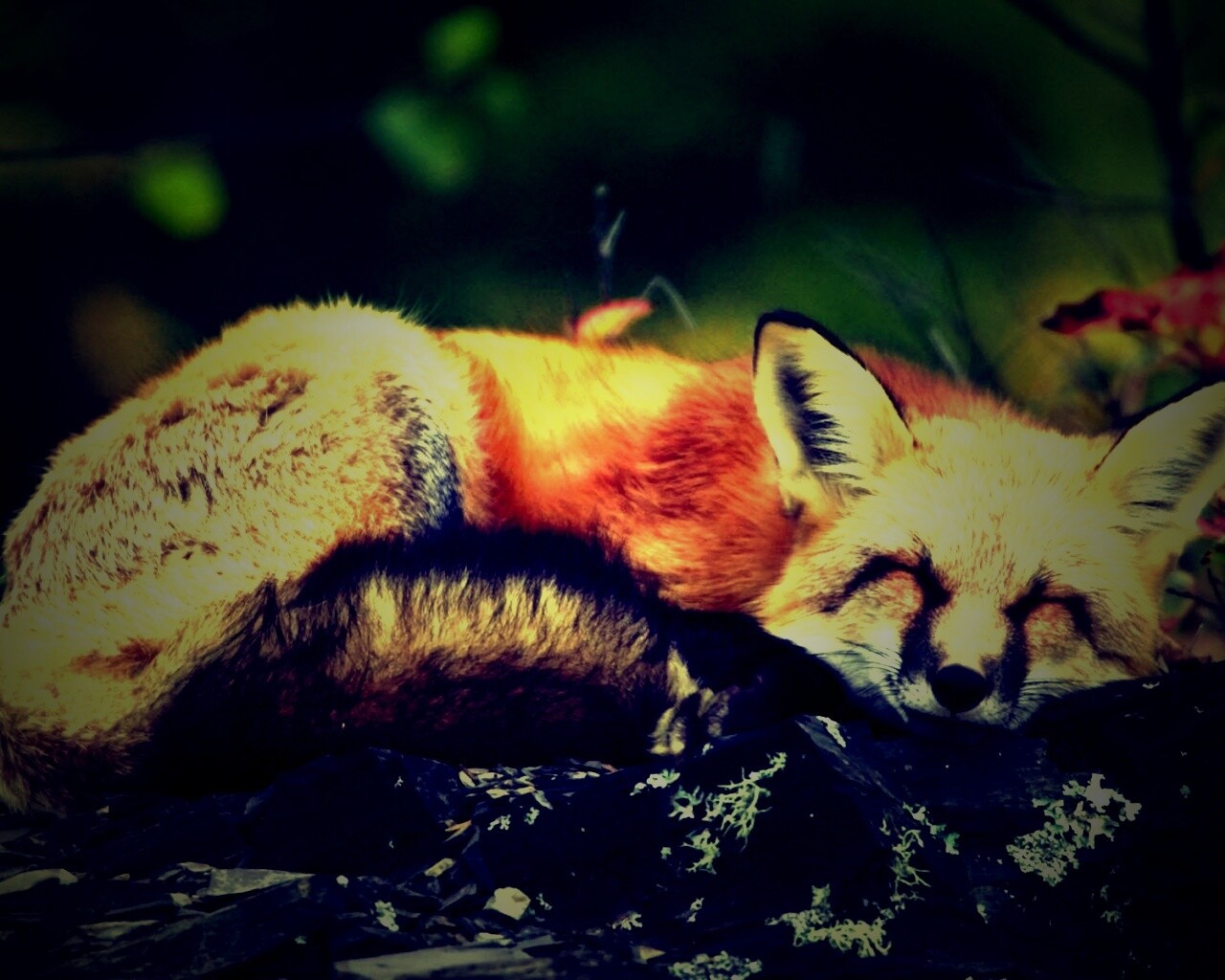 Спящая лиса обои
