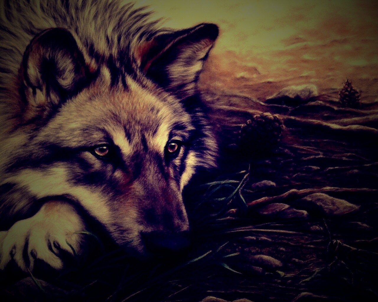 Волк отдыхает обои