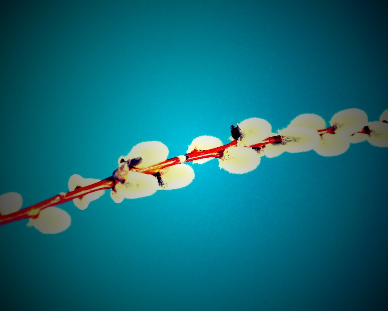 Пушистые почки обои