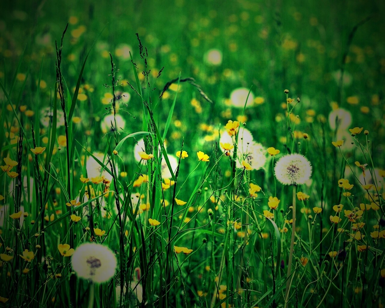 Поле одуванчиков обои