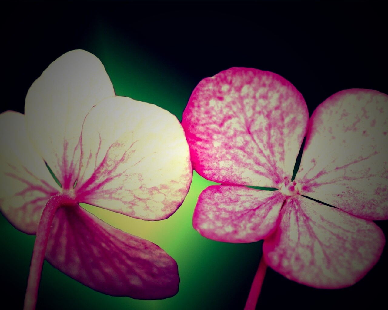 Розовые лепрестки обои