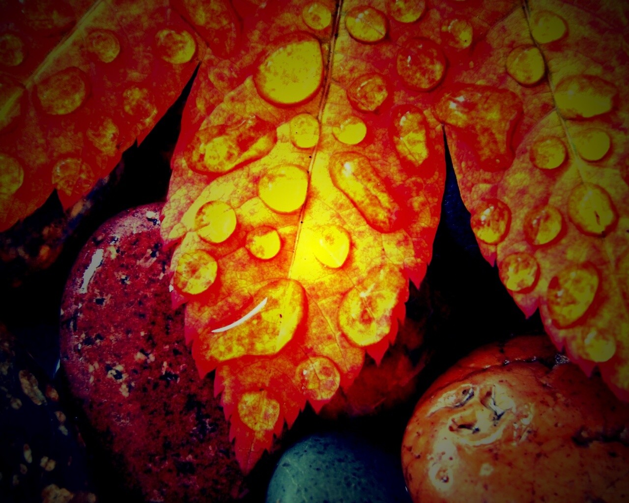 Мокрые листья на камнях обои