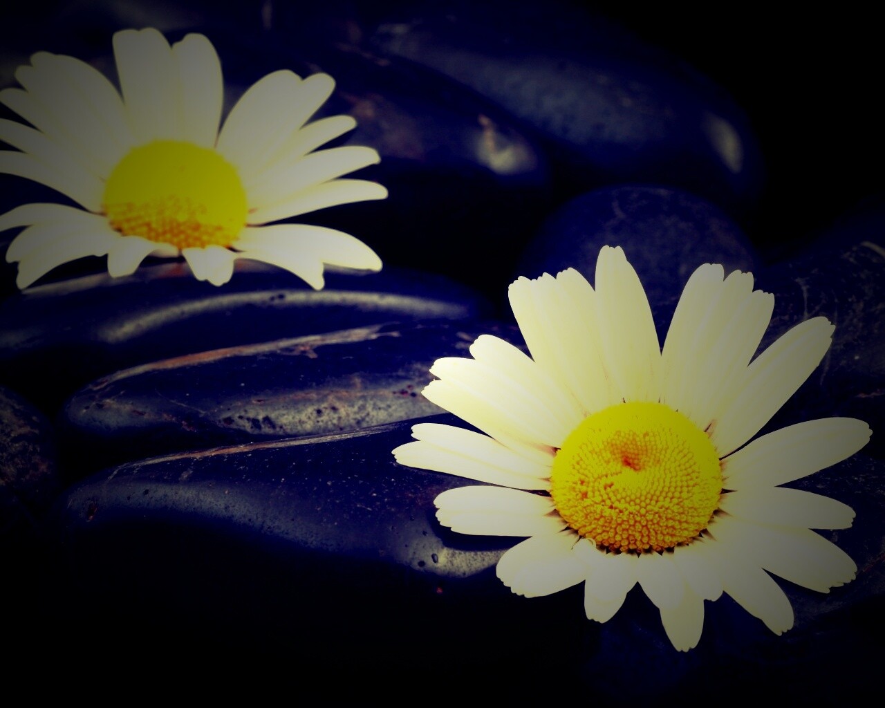 Ромашка среди гальки обои