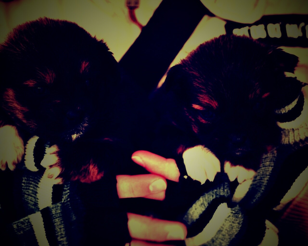 Два коричневых щенка обои