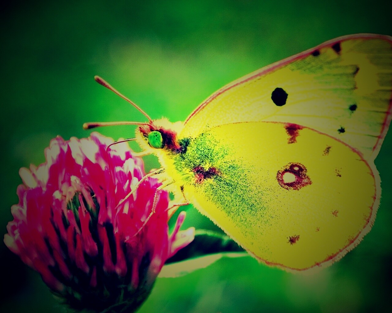 Бабочка на клевере обои