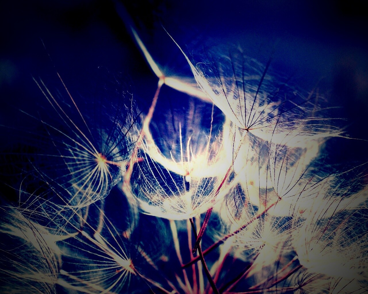 Семена одуванчика обои