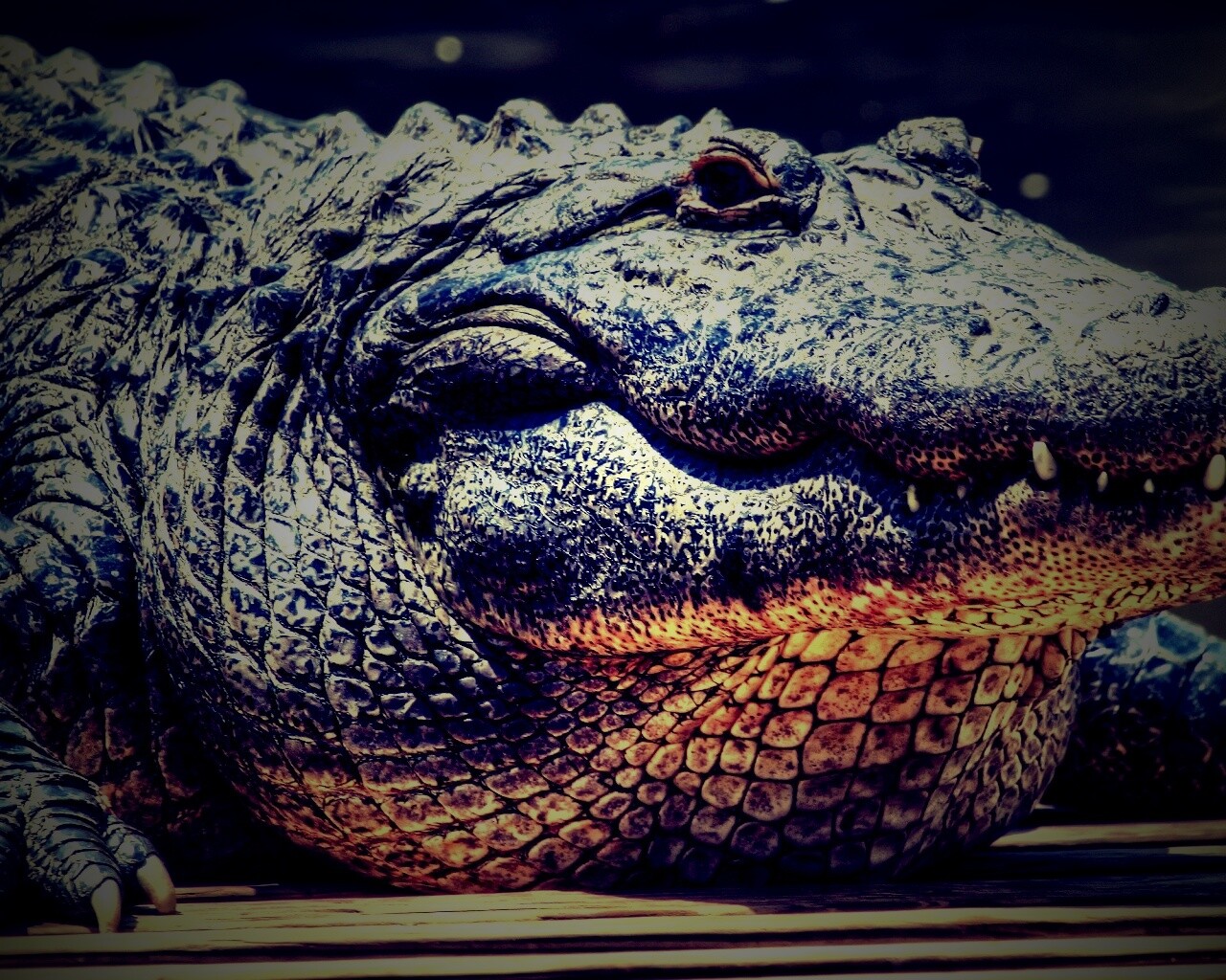 Синий крокодил обои