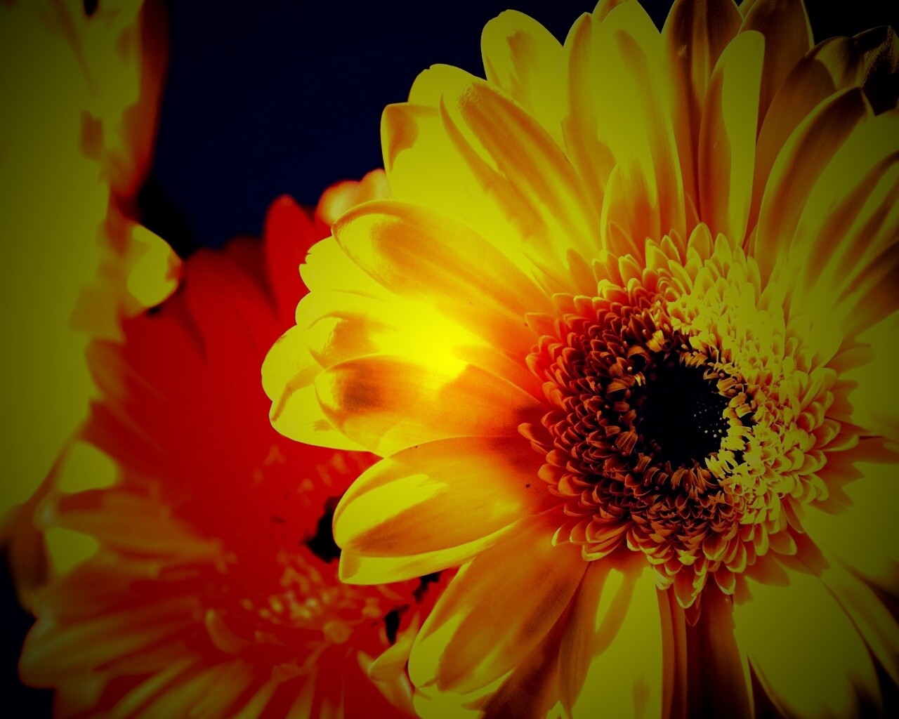 Желтый гербер обои