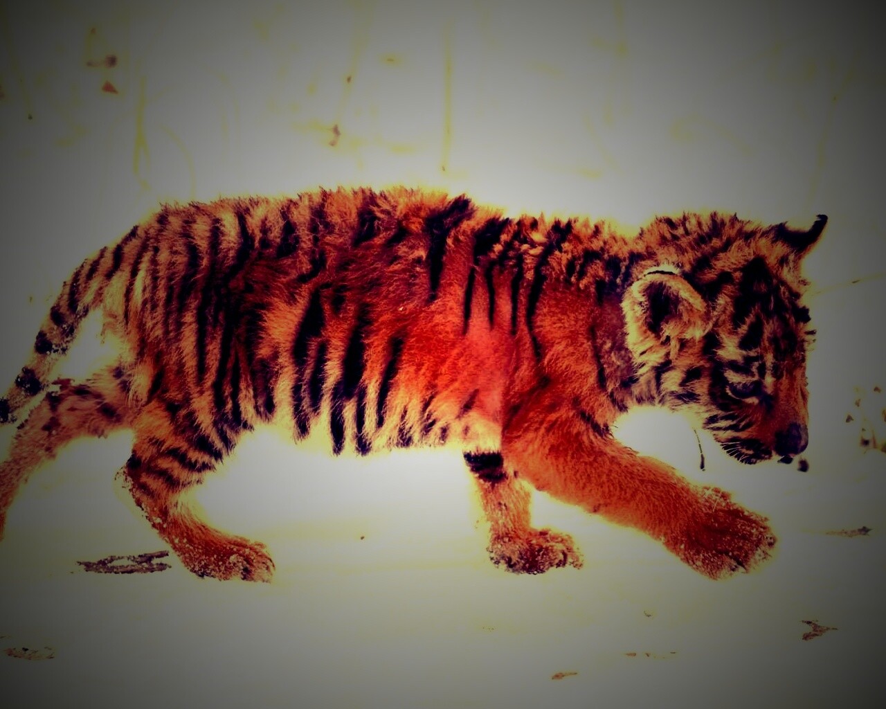 Тигренок на снегу обои