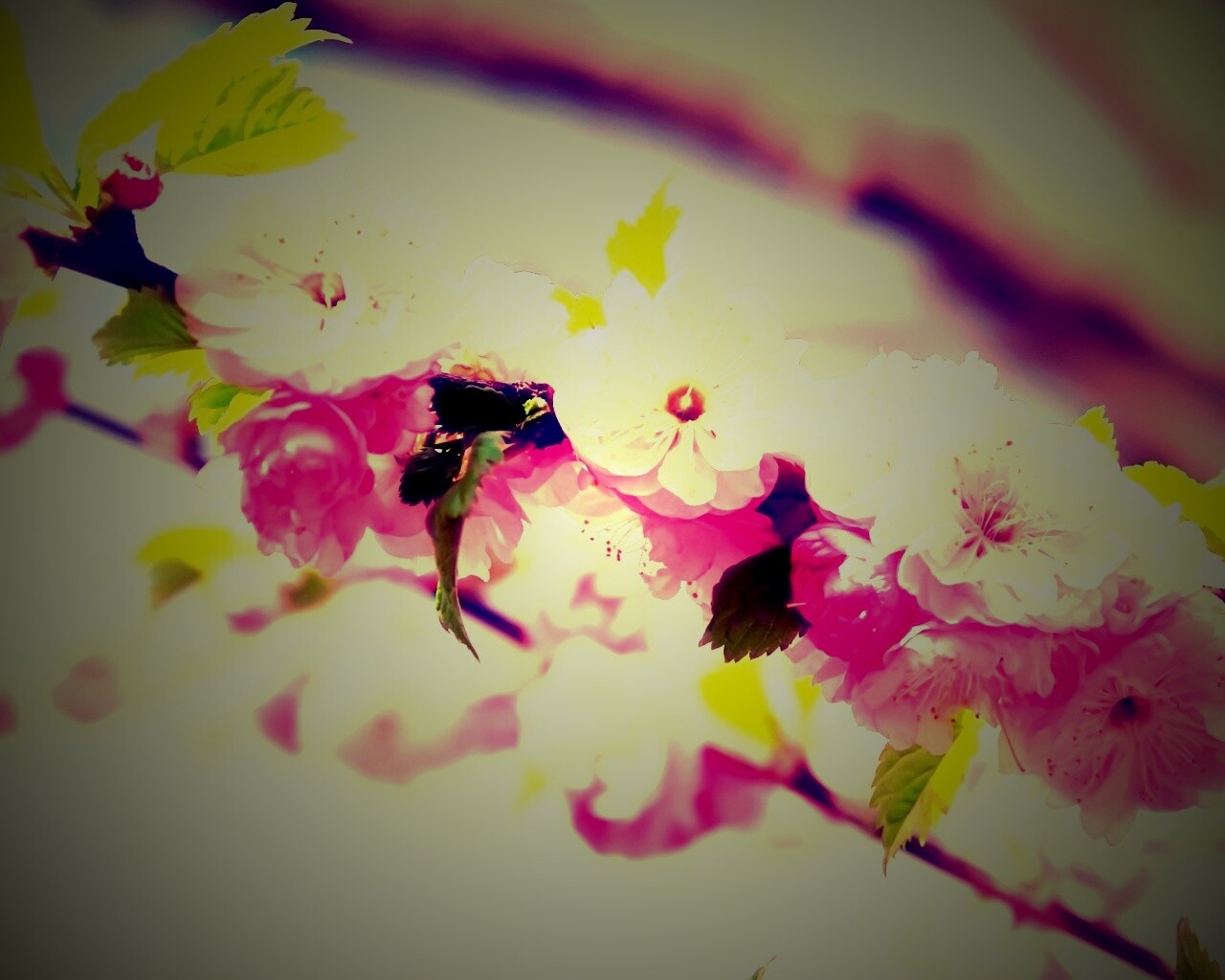 Ветка с цветами обои