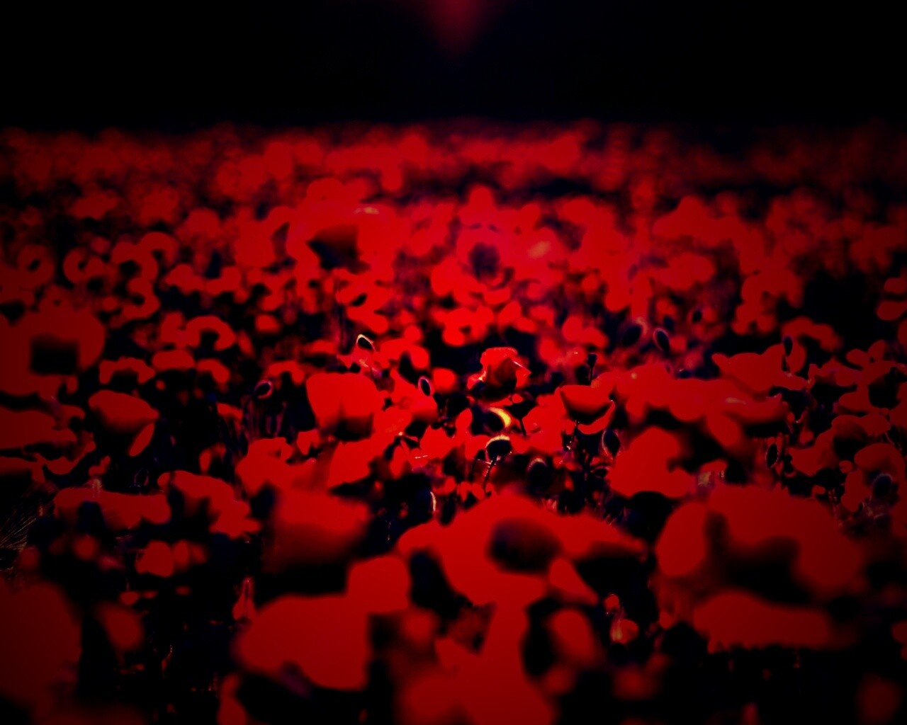 Маки в полях обои