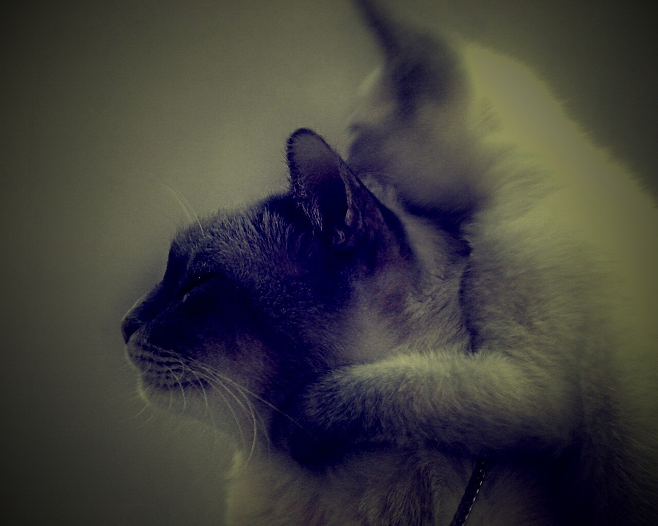 Котёнок обнимает маму обои