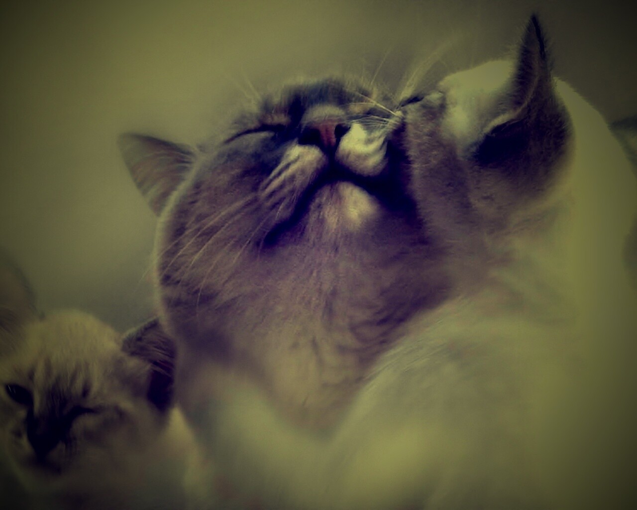 Котята с мамой обои