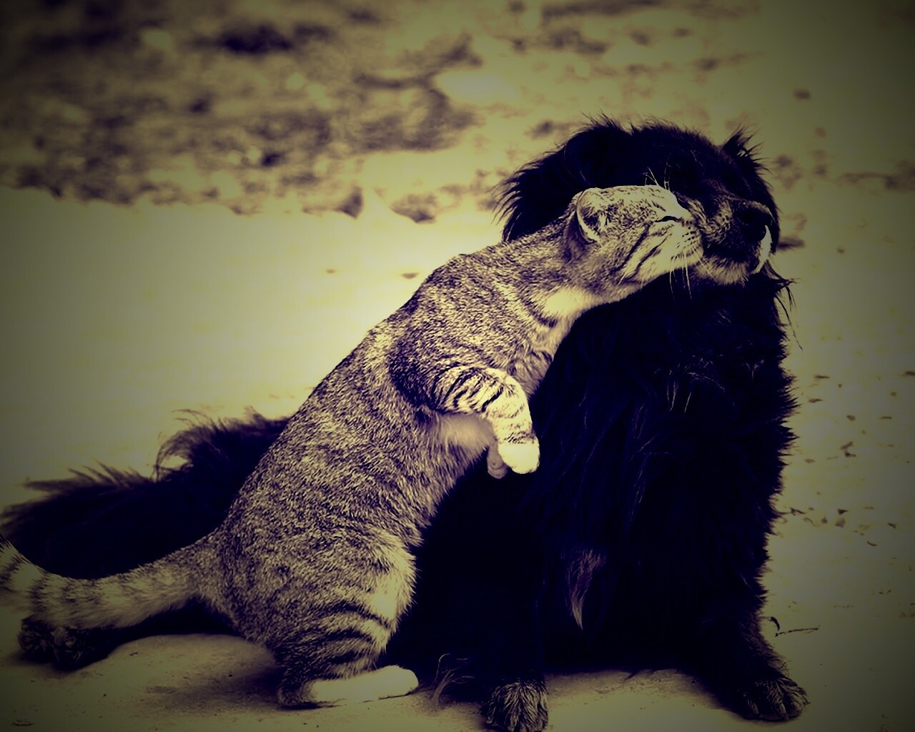 Поцелуй кошки и собаки обои