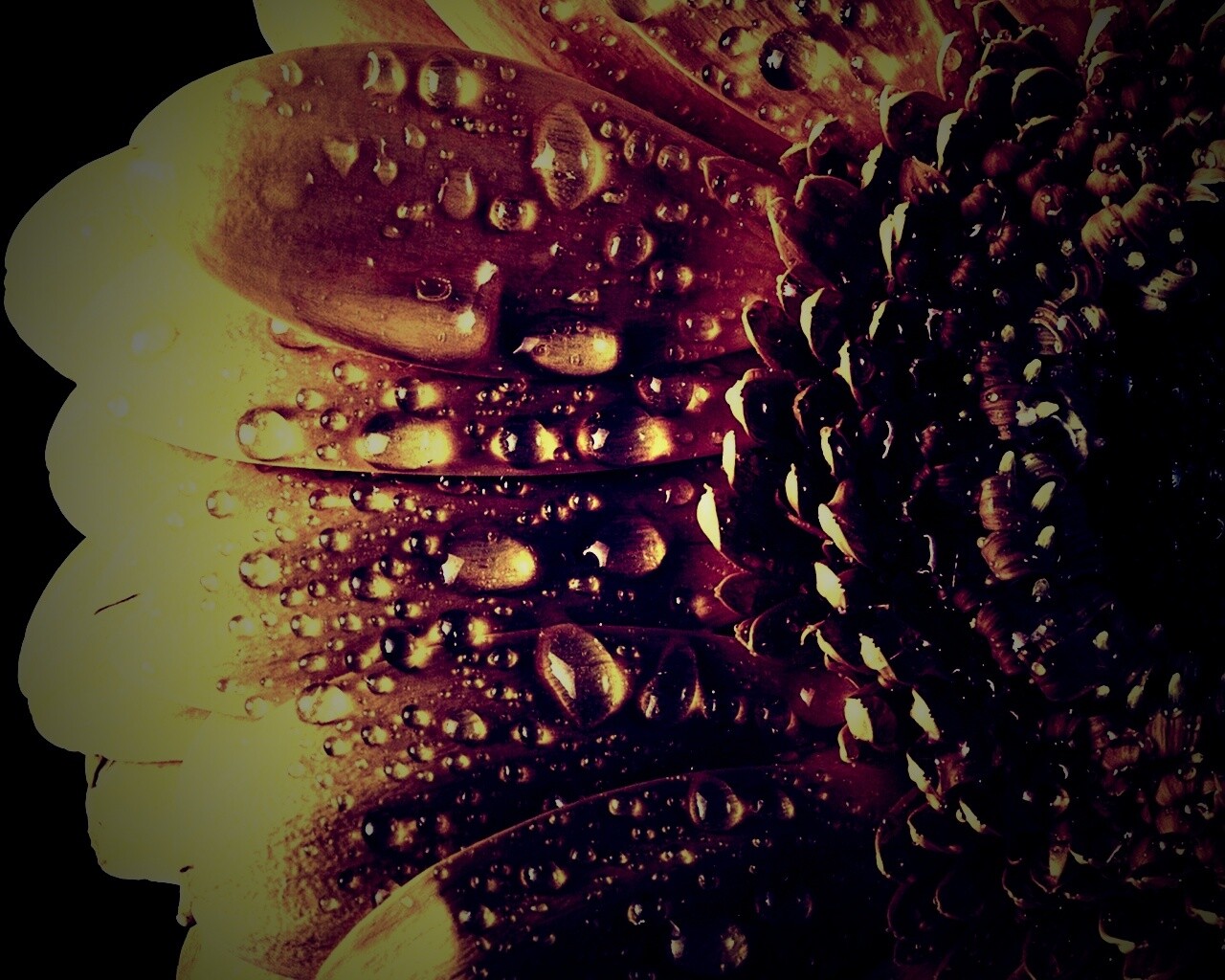 Капли на лепестках гербера обои