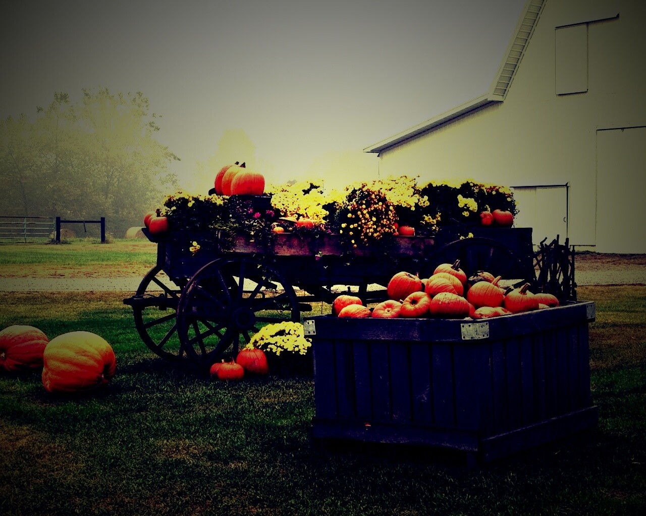 Урожай тыков обои