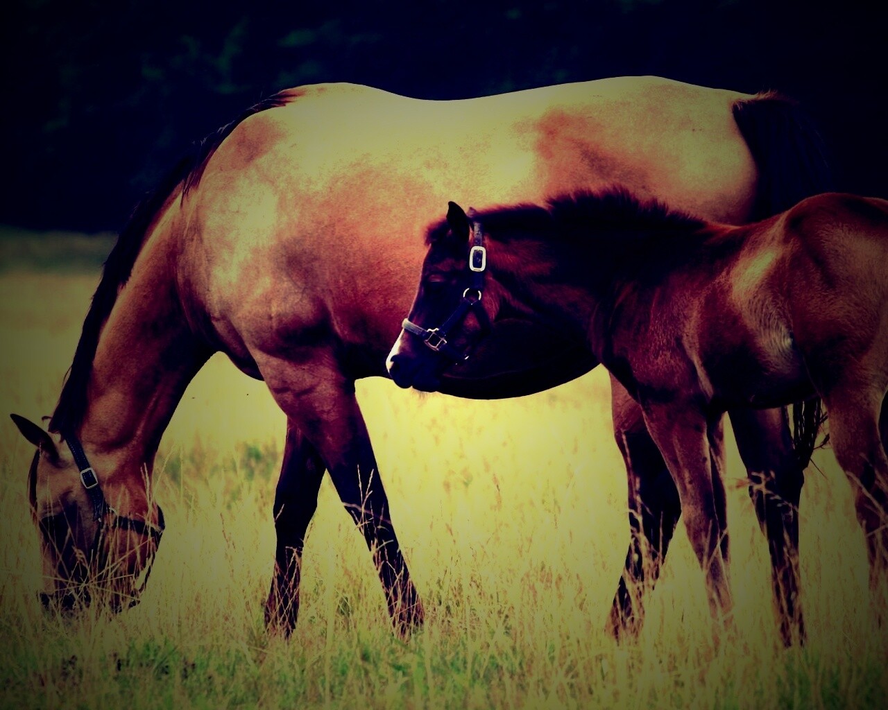 Жеребенок и беременная кобыла обои