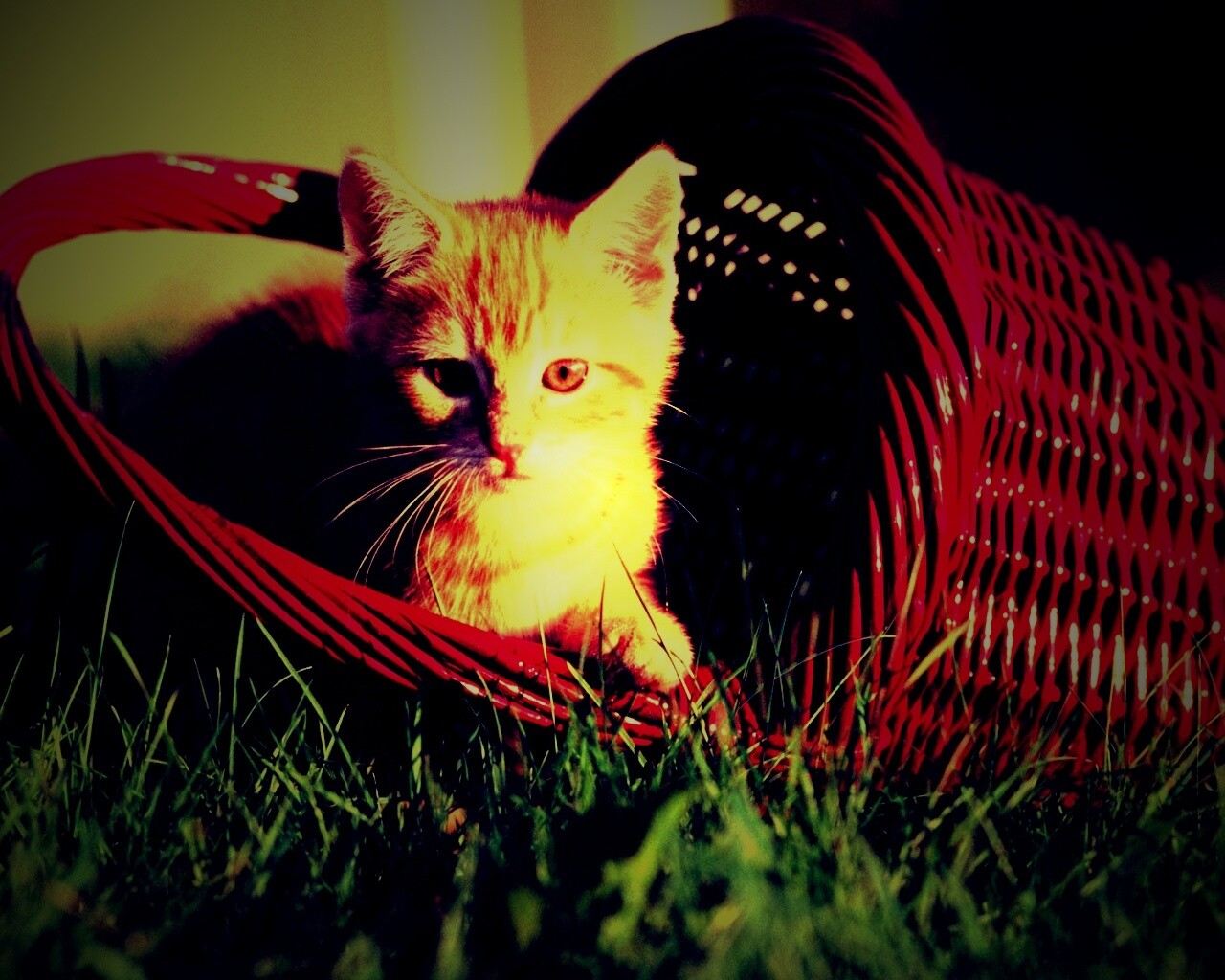 Рыжий котенок в корзине обои