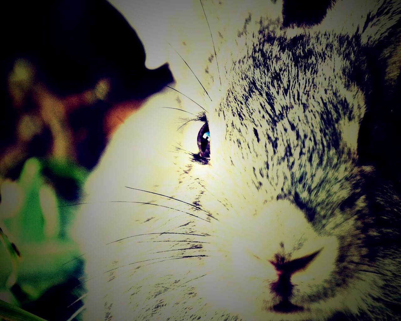 Пухлый кролик обои