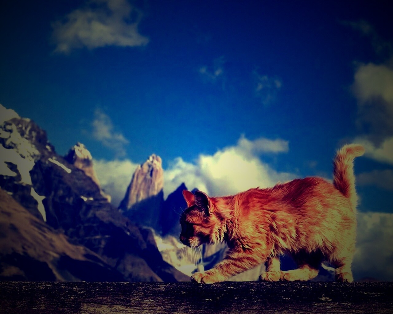 Рыжий котик в горах обои