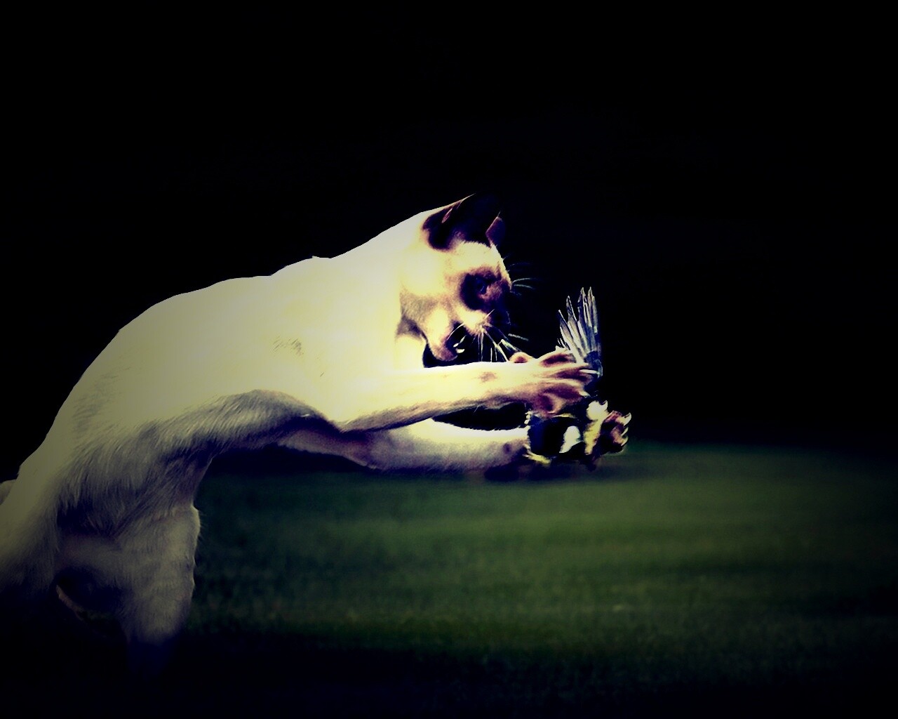 Кошка ловит птичку обои