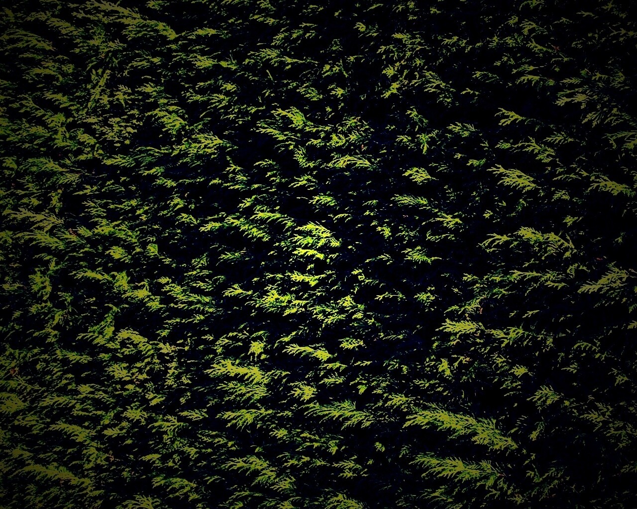 Густые хвойные заросли обои