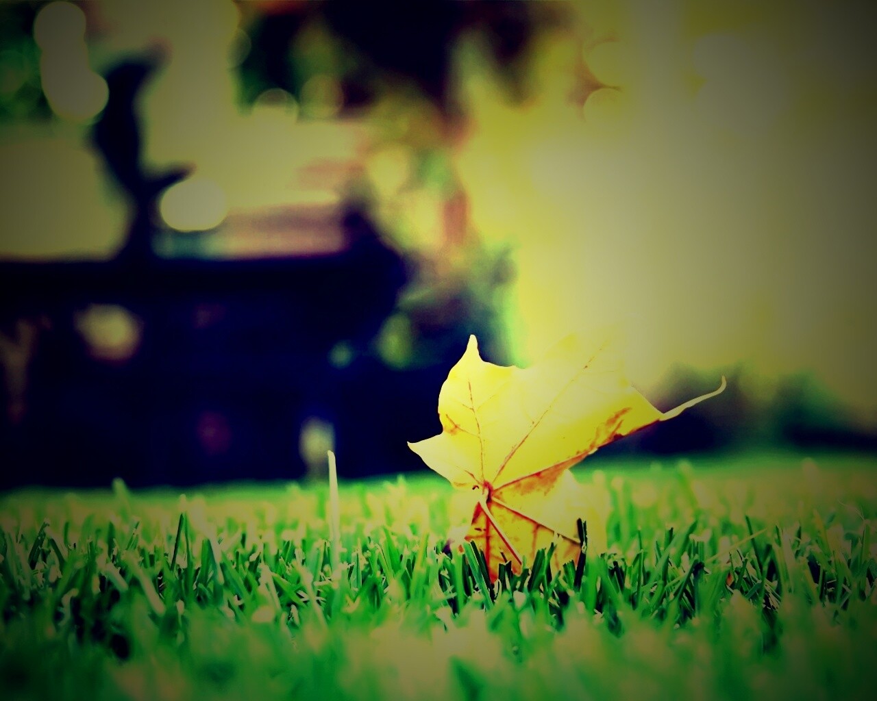 Зеленый лист на траве обои