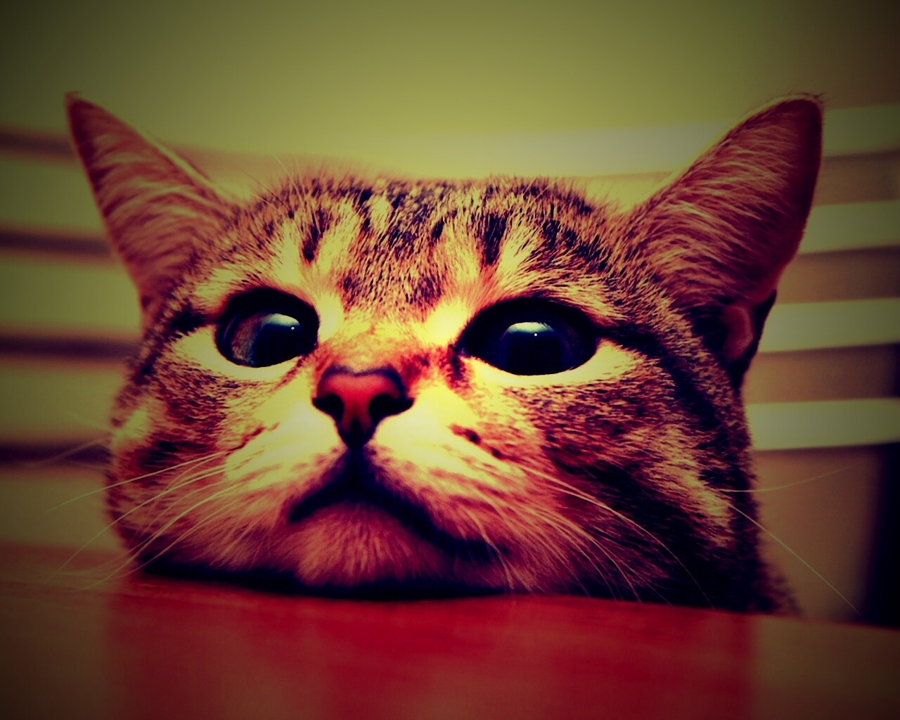 Любопытный котейка обои