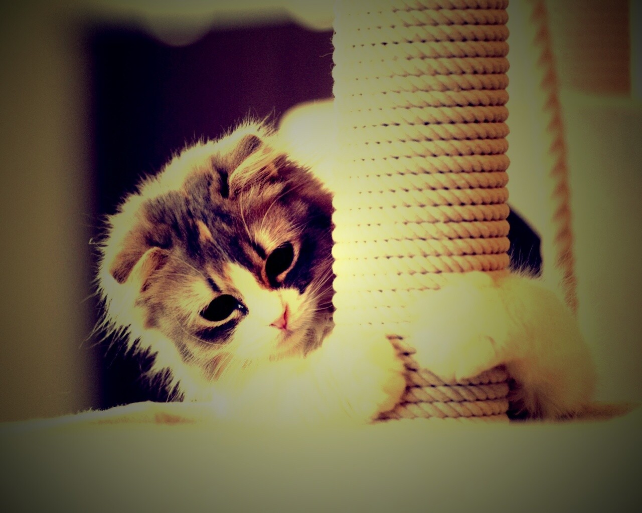 Пушистая кошка с когтеточкой обои