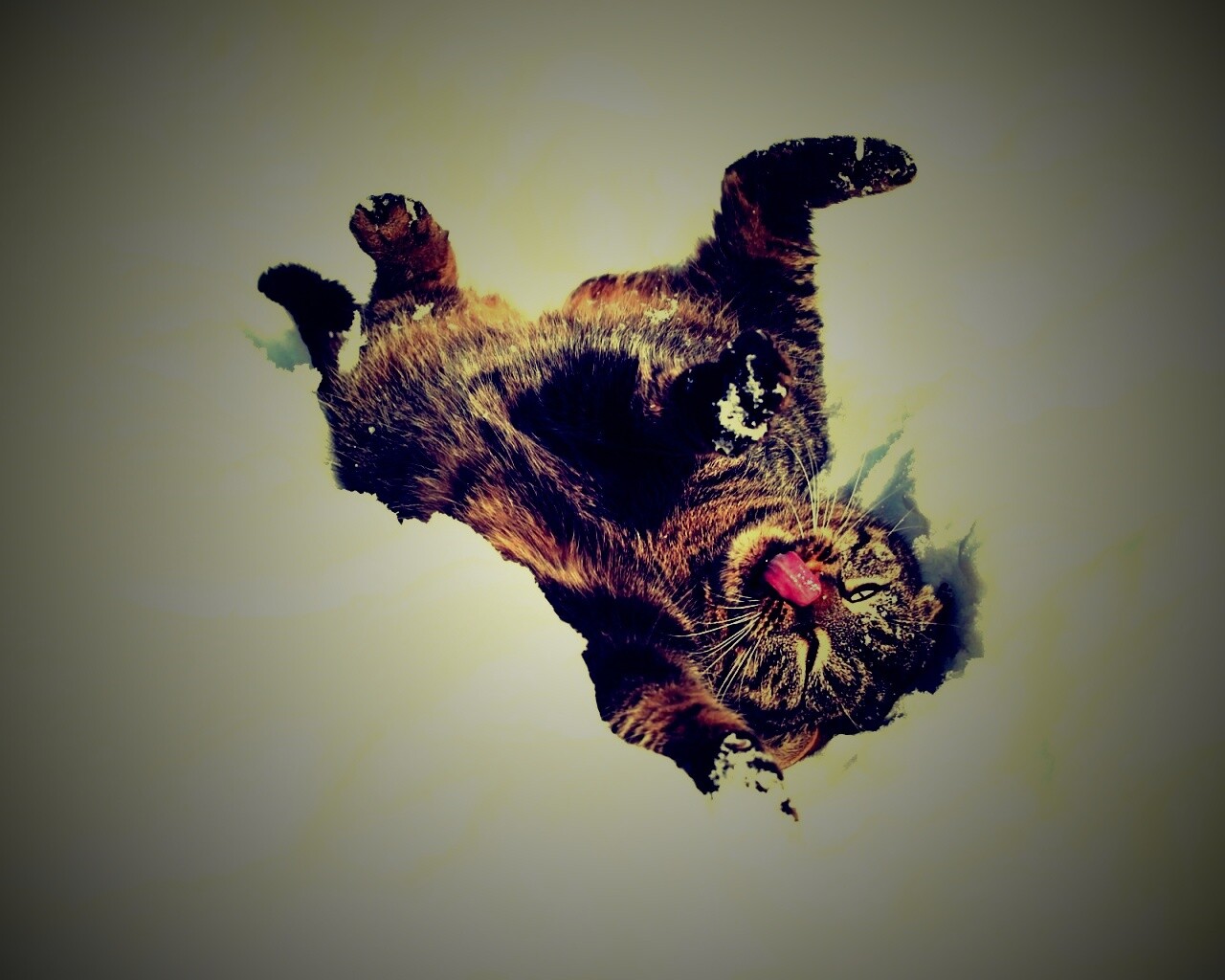 Кот валяется в снегу обои