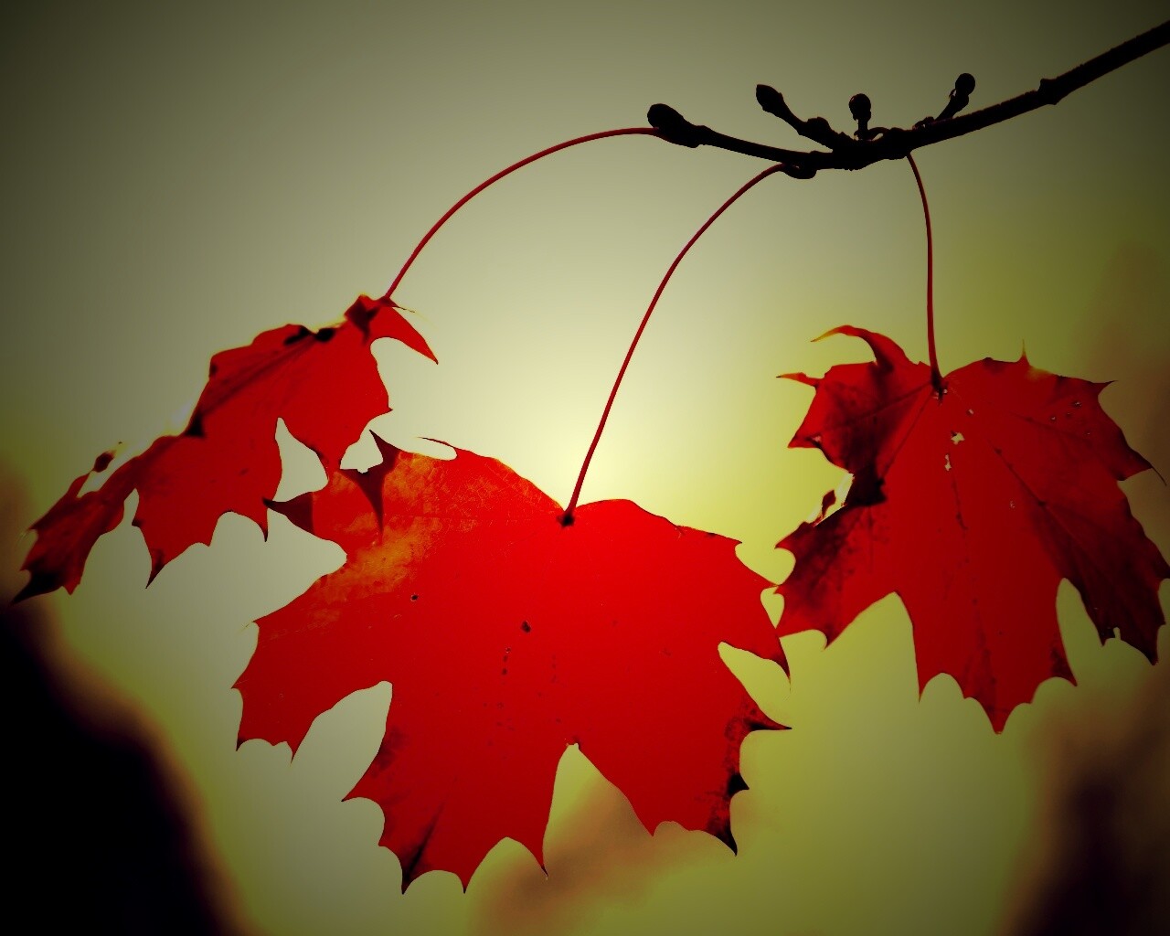 Покрасневшие листья клена обои