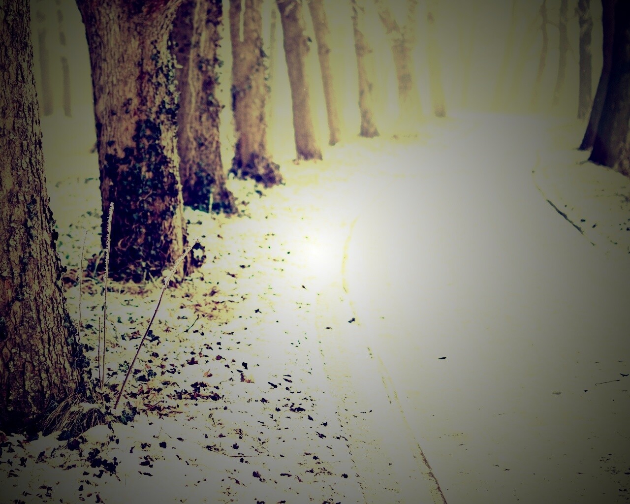 Дорога в зимнем лесу обои