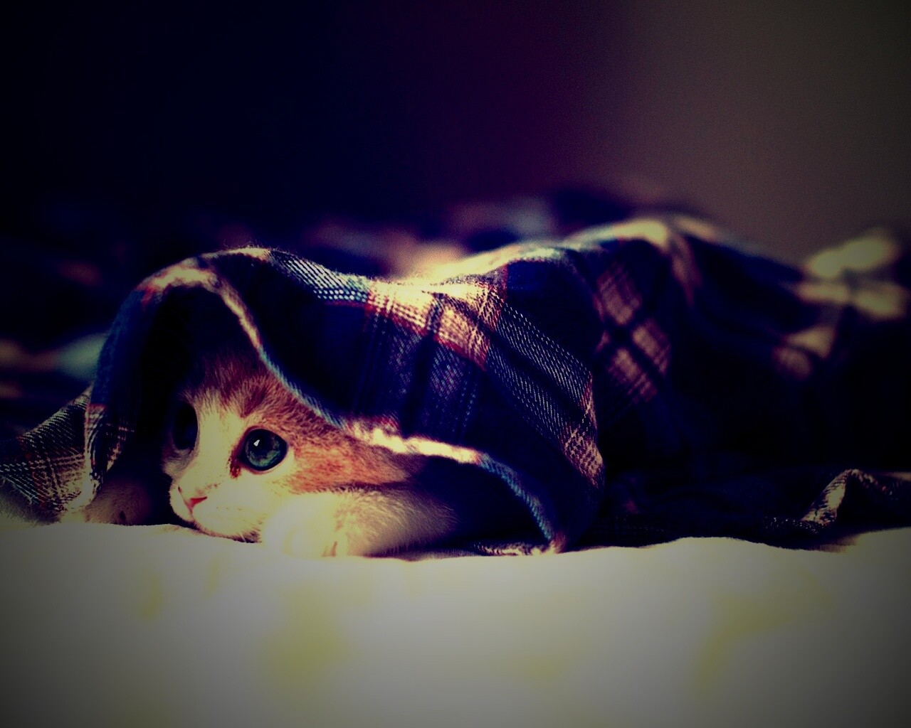 Котенок под одеялом обои
