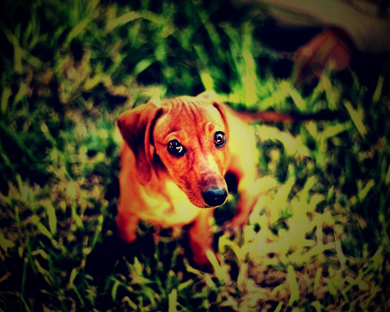 Маленькая милая такса обои