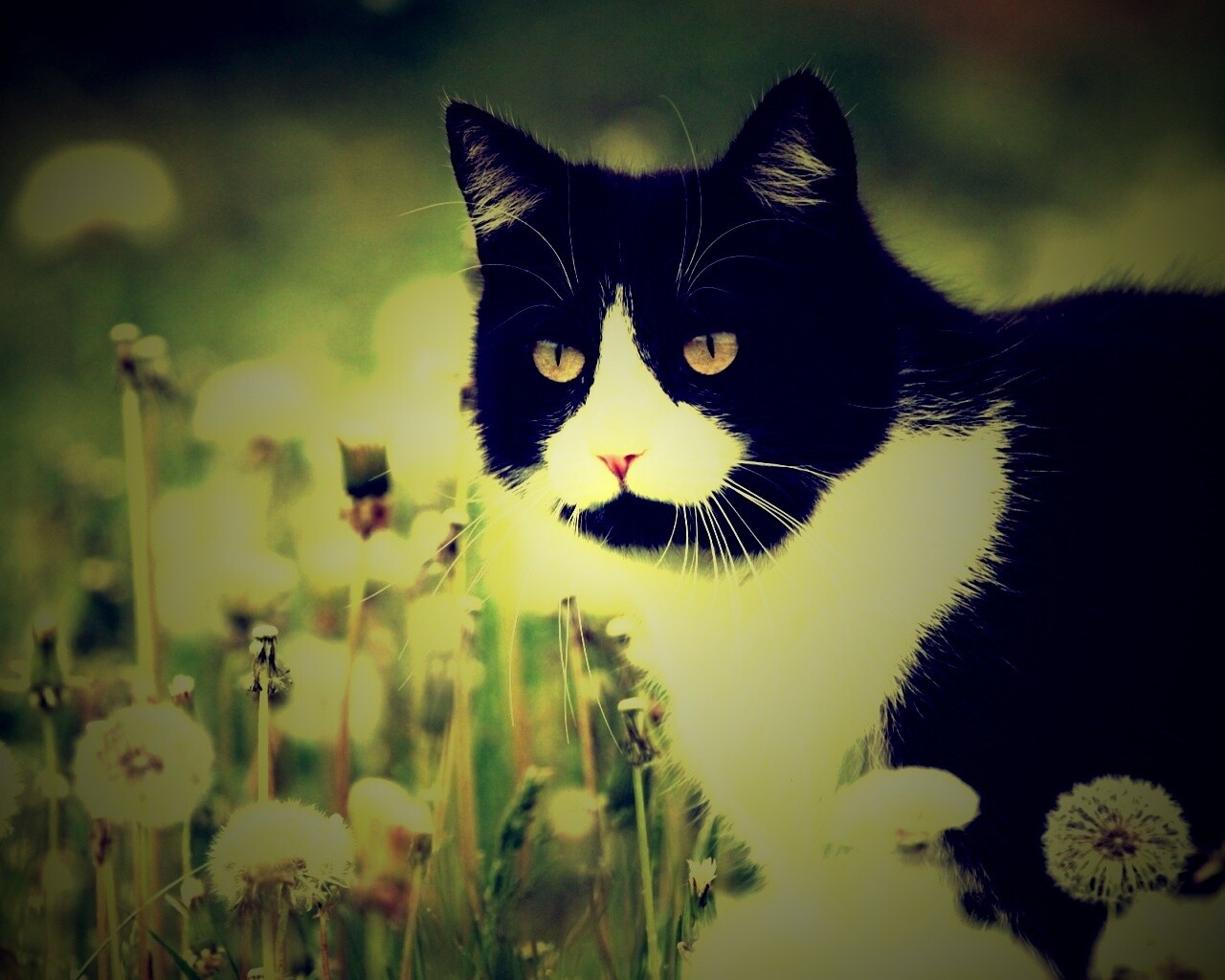 Кот в одуванчиках обои