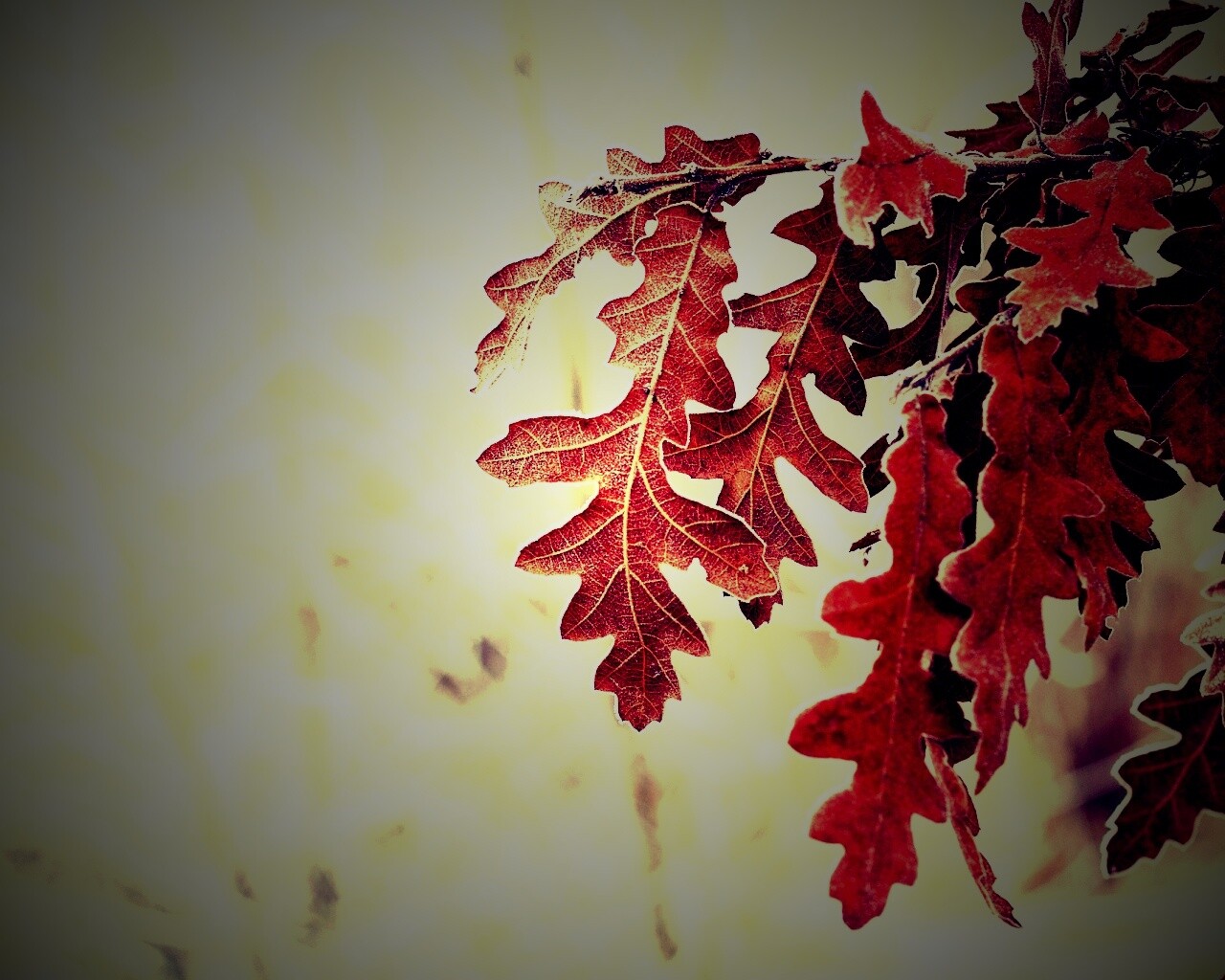 Дубовые листья обои