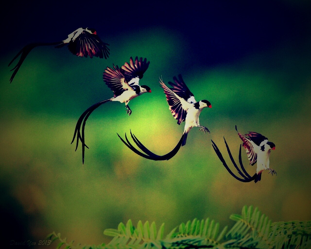 Приземляющаяся птичка обои