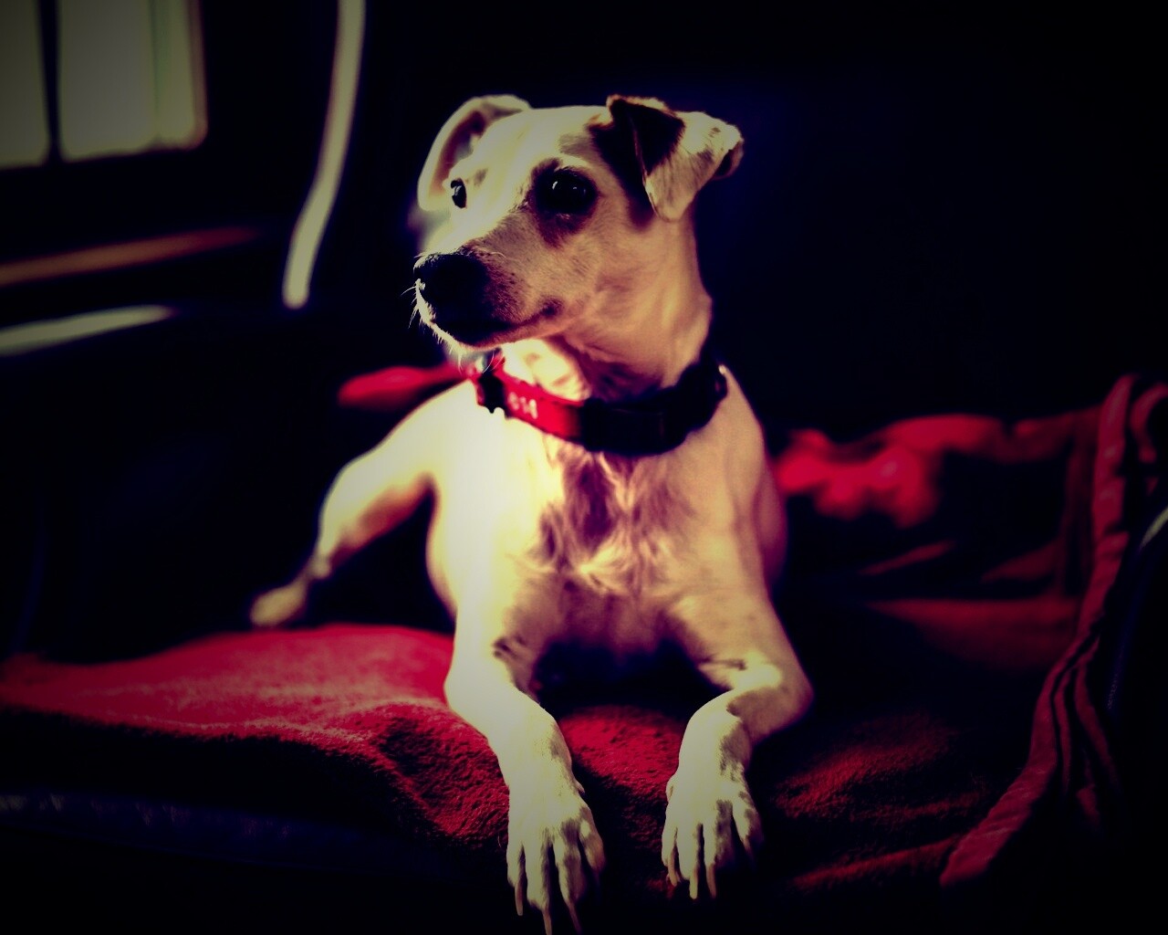 Собака на кресле обои