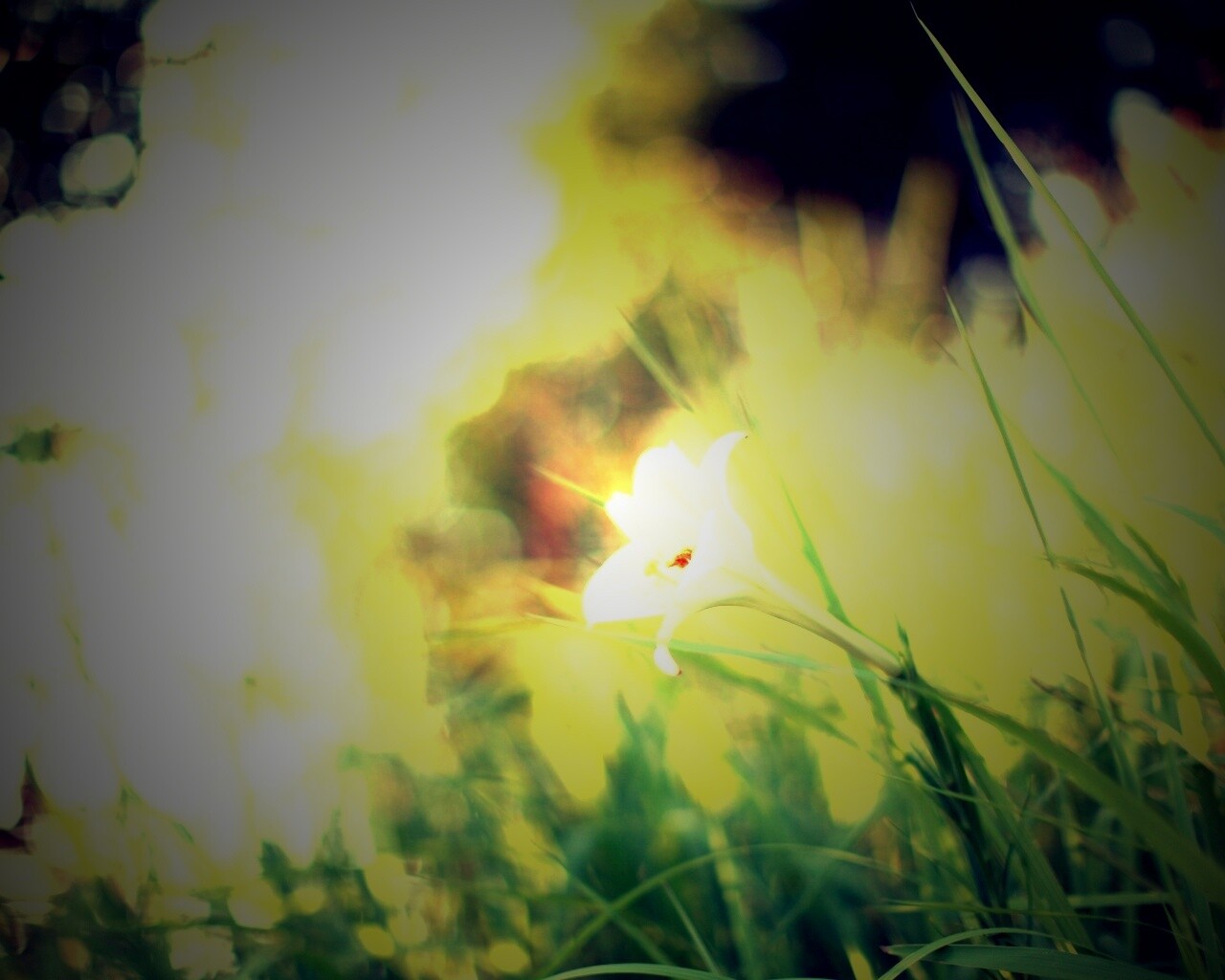 Цветок затерявшийся в траве обои