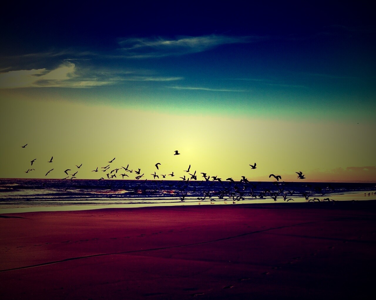 Стая птиц на пляже обои