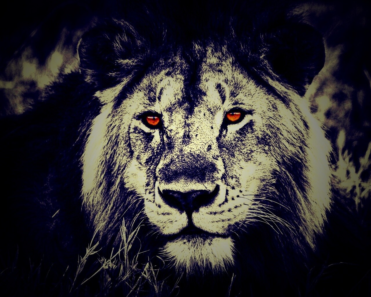 Гордый лев с горящими глазами обои