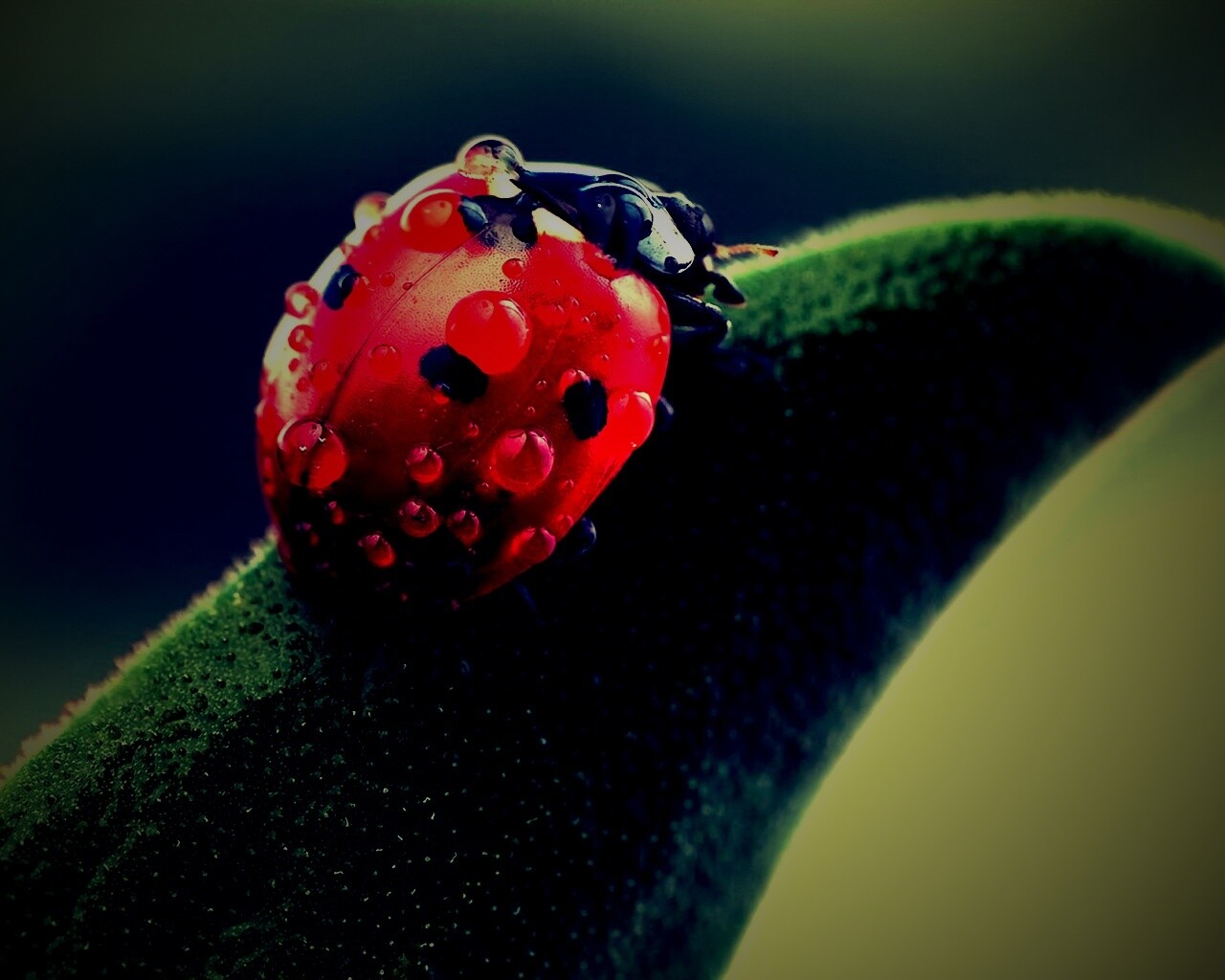 Божья коровка в макро обои