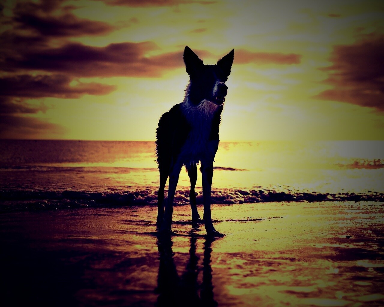 Собачка на пляже обои