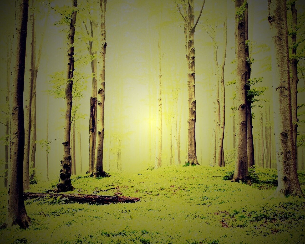 Опушка осинового леса обои