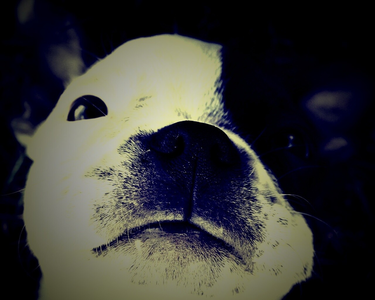 Бостонский терьер обои