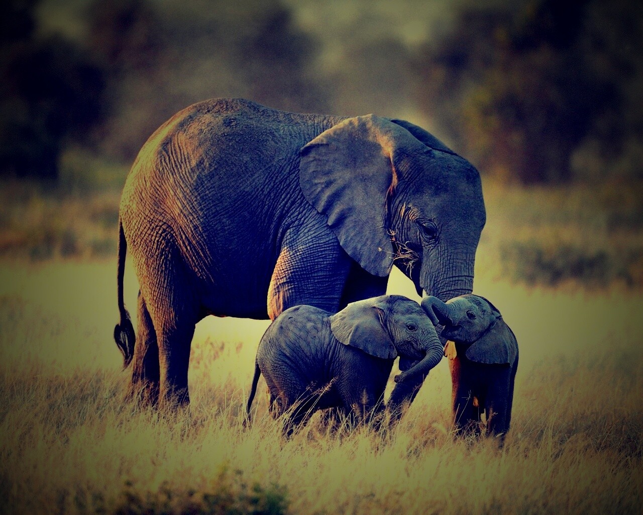 Слоны в национальном парке обои