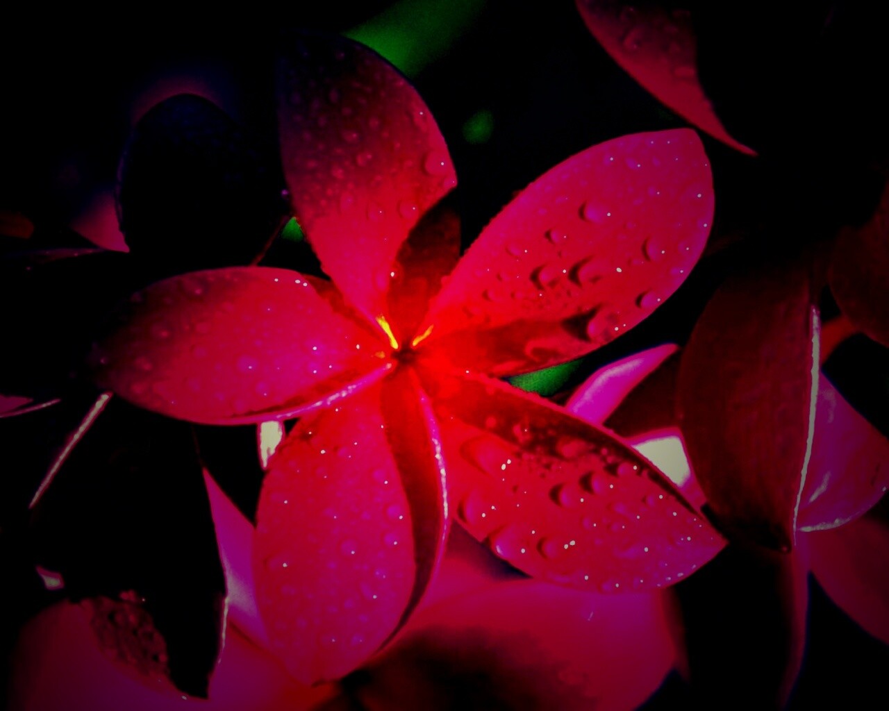 Розовый цветок обои