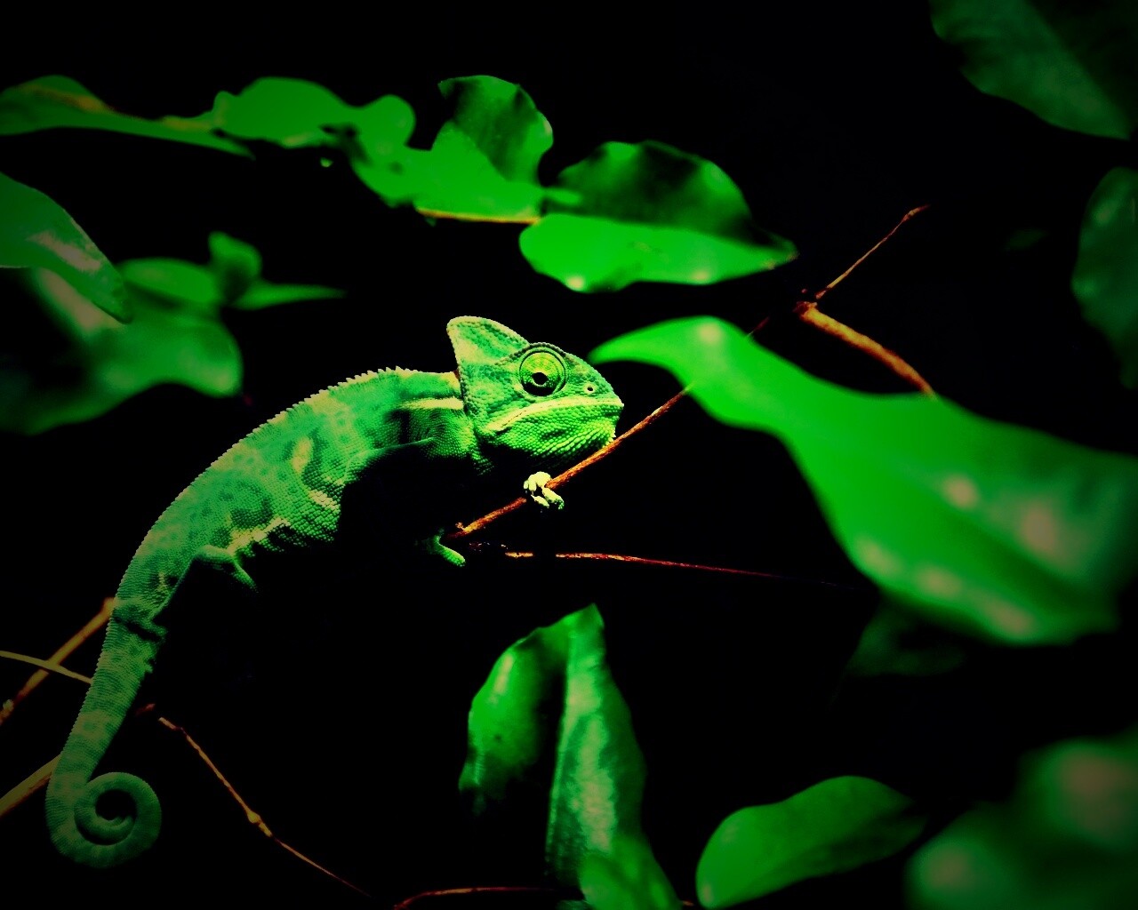 Хамелеон в листве обои