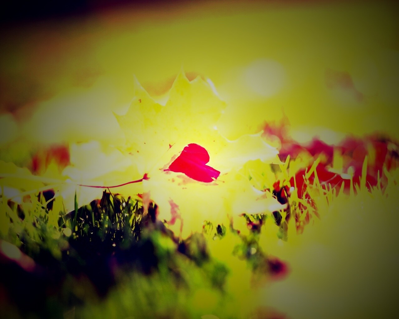 Листик в форме сердца обои